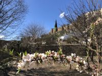 Mandelblüte