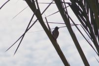 Palme mit Vogel