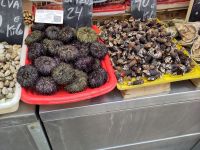 Seeigel und anderes