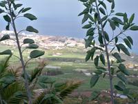 Teneriffa