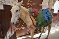 Transporteselchen