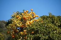 Viele Orangen 