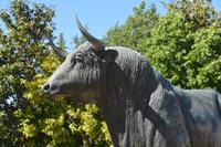 imposanter Stier
