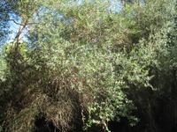 Wanderung von Son Bou nach Es Canutells