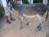 Wanderung von Son Bou nach Es Canutells