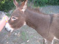 Wanderung von Son Bou nach Es Canutells
