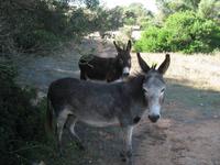 Wanderung von Son Bou nach Es Canutells