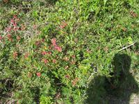 Wanderung von Son Bou nach Es Canutells