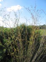 Wanderung von Son Bou nach Es Canutells