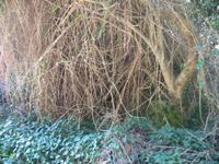 Wanderung von Son Bou nach Es Canutells