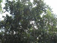 Wanderung von Son Bou nach Es Canutells