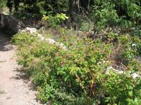 Wanderung von Son Bou nach Es Canutells