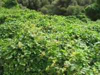 Wanderung von Son Bou nach Es Canutells