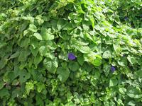 Wanderung von Son Bou nach Es Canutells