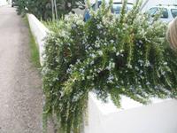 Wanderung von Son Bou nach Es Canutells