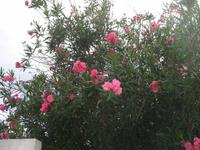 Wanderung von Son Bou nach Es Canutells