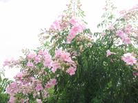 Wanderung von Son Bou nach Es Canutells