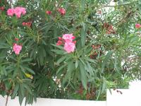 Wanderung von Son Bou nach Es Canutells