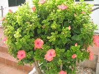 Wanderung von Son Bou nach Es Canutells