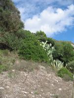 Wanderung von Son Bou nach Es Canutells