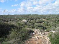 Wanderung von Son Bou nach Es Canutells