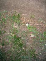 Wanderung von Son Bou nach Es Canutells