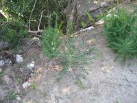 Wanderung von Son Bou nach Es Canutells