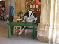 Von Cala Blanca über Maó-Mahón, Binibeca nach Cova d'en Xoroi