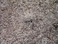 Wanderung im Naturpark S’Albufera von Favaritx nach Es Grau 