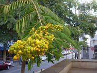 Kanaren, Teneriffa, Santa Cruz, Akacie