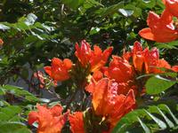 Kanaren, Teneriffa, Santa Cruz, Afrikanischer Tulpenbaum