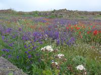 Kanaren, El Hierro, lila Natternkopf, weißer Wasserdost und Klatschmohn