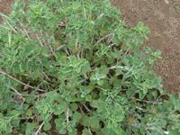 Kanaren, El Hierro, Kanarischer Weihrauch