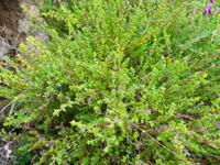 Kanaren, El Hierro, Zitronenthymian