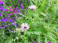 Kanaren, El Hierro, lila Natternkopf und Distel