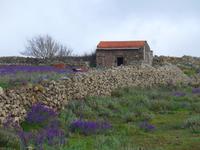 Kanaren, El Hierro, Wandern zwischen Viehweiden
