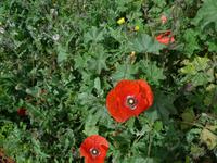 Kanaren, El Hierro, Klatschmohn
