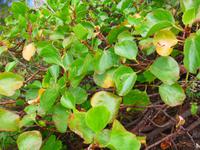 Kanaren, El Hierro, Mondampfer