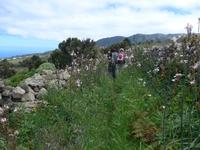 Kanaren, El Hierro, Affodill
