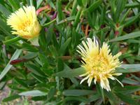 Kanaren, El Hierro, Mittagsblume