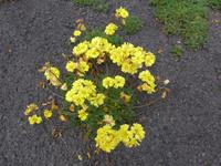 Kanaren, El Hierro, nickender Sauerklee