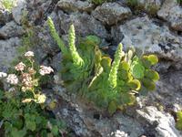 Kanaren, El Hierro, Hauswurz