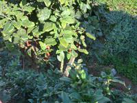 Kanaren, El Hierro,  El Mocanal, Baumtomaten