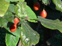 Kanaren, El Hierro,  El Mocanal, Baumtomaten