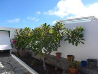 Kanaren, El Hierro, Echedo, Franchipani