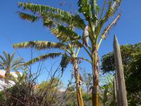 Kanaren, El Hierro, Bananenstauden