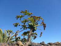 Kanaren, El Hierro, Papaya
