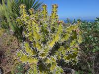 Kanaren, El Hierro, Wolfsmilchgewächse