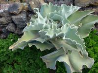 Kanaren, El Hierro, Elefantenohr