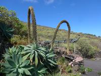 Kanaren, El Hierro, Schwanenhalsagave
